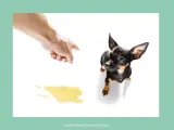 Dedo acusador y charco de orina. ¿Cómo castigar a un perro que se orina en casa?