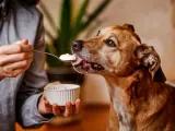 Un perro marrón disfruta de una cucharada de yogur ofrecida por una persona. ¡Los perros pueden comer yogur!