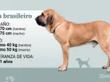 Un Fila Brasileiro, perro de gran tamaño y musculoso, con información sobre su altura, peso y esperanza de vida.