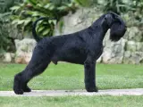 Un imponente schnauzer gigante negro, con su característico bigote, posa orgulloso en un jardín.