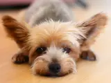 Adorable Yorkshire con orejas grandes y pelaje dorado descansa en el suelo. A pesar de su ternura, es bueno saber de que suelen morir los yorkshire para cuidarlos mejor.