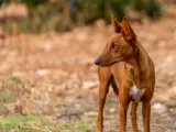 Un podenco maneto de pelaje rojizo, con orejas puntiagudas y atentas, mira hacia la derecha en un campo seco.