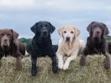 Cuatro labradores americanos, dos marrones, uno negro y uno rubio, descansan sobre fardos de heno bajo un cielo nublado.
