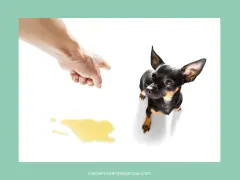 Dedo acusador y charco de orina. ¿Cómo castigar a un perro que se orina en casa?