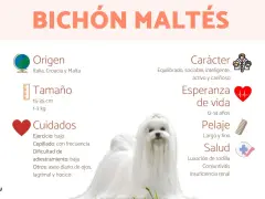 Un adorable bichón maltés de 5 meses, con su pelaje blanco y sedoso, posa para una infografía sobre la raza.