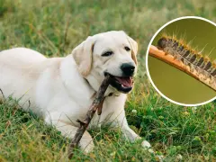 Un perro labrador juega con un palo mientras una oruga procesionaria, peligrosa para los perros, se muestra en un círculo.
