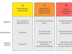 Tabla que detalla las etapas de gestación canina, desde la fertilización hasta la última etapa, indicando cambios en apetito, comportamiento y signos físicos. Así se sabe cuanto tarda un perro en parir.