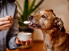 Un perro marrón disfruta de una cucharada de yogur ofrecida por una persona. ¡Los perros pueden comer yogur!