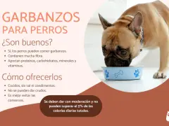 Un bulldog francés come de un cuenco azul. Los garbanzos son buenos para perros, aportando fibra y nutrientes.