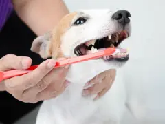 Persona cepilla los dientes de su perro con un cepillo rojo. Cuidar la higiene bucal es esencial para limpiar dientes perro.