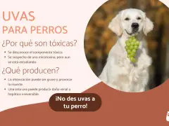 Un perro dorado sonríe con un racimo de uvas verdes en la boca. El texto advierte: "¡No des uvas a tu perro!" porque los perros pueden comer uvas y son tóxicas.