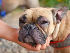 Perro con cara hinchada por picadura de avispa. Busca remedios caseros para picadura de avispa en perros.