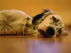 Un perro triste, con manchas negras y blancas, yace en el suelo.