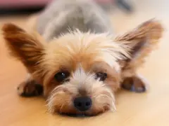 Adorable Yorkshire con orejas grandes y pelaje dorado descansa en el suelo. A pesar de su ternura, es bueno saber de que suelen morir los yorkshire para cuidarlos mejor.