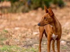 Un podenco maneto de pelaje rojizo, con orejas puntiagudas y atentas, mira hacia la derecha en un campo seco.