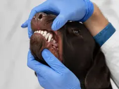 Un veterinario examina la boca de un perro, mostrando sus dientes blancos y afilados. Los perros tienen dientes de leche, que luego son reemplazados por los permanentes.