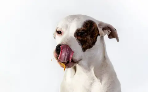 Perro blanco con manchas marrones, lamiéndose la boca con una sustancia pegajosa. ¿Por qué los perros se comen la caca? ¡Este perro parece tener una respuesta!