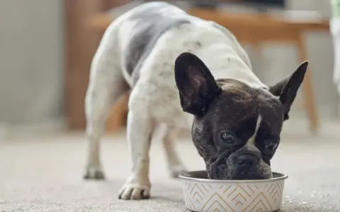 Un bulldog francés blanco y negro disfruta de su alimentación para perros en un cuenco decorado.