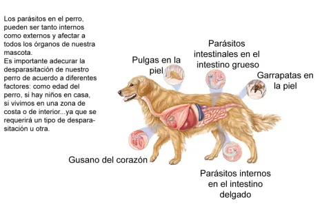 Ilustración de un perro con su sistema digestivo expuesto, mostrando parásitos internos y externos. Es crucial desparasitar cachorros y perros adultos.