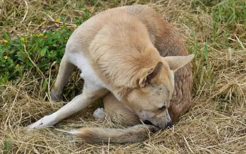 Perro de pelaje claro se rasca la cola, quizás por culpa de las pulgas en perros.