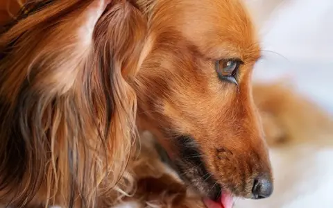 Perro de pelo largo y color canela, con una oreja caída y la lengua fuera. Parece un perro dominante, observando con atención.