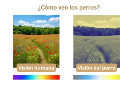 Comparación de la visión humana y canina: un campo de amapolas vibrante frente a una vista desaturada, mostrando cómo ven los perros.