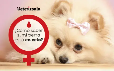Un Pomerania con un lazo rosa en la cabeza. Un círculo rojo con un símbolo femenino y la pregunta "¿Cómo saber si mi perra está en celo?".