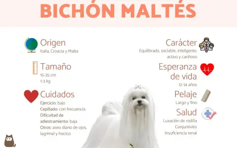 Un adorable bichón maltés de 5 meses, con su pelaje blanco y sedoso, posa para una infografía sobre la raza.