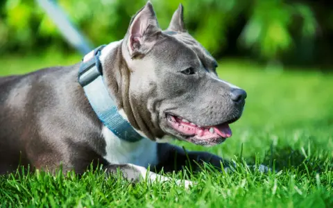 Un perro gris, con collar azul, descansa feliz en la hierba verde, disfrutando del sol.