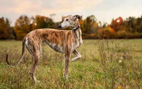 Un galgo atigrado, elegante y esbelto, posa en un campo otoñal. Este es uno de los tipos de galgos más reconocibles.