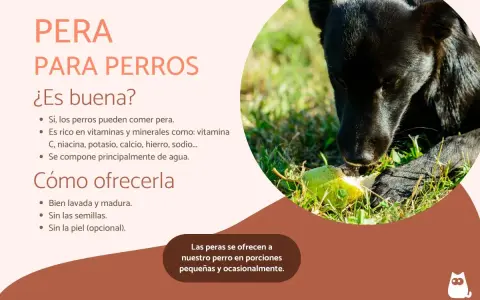 Un perro negro disfruta de un trozo de pera en la hierba. Los perros pueden comer pera, es una fruta saludable para ellos.