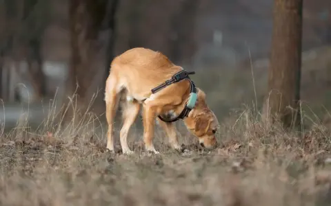 Perro de pelaje dorado olfateando el suelo, con arnés y collar. Parece que los perros machos tienen celo y está explorando el entorno.