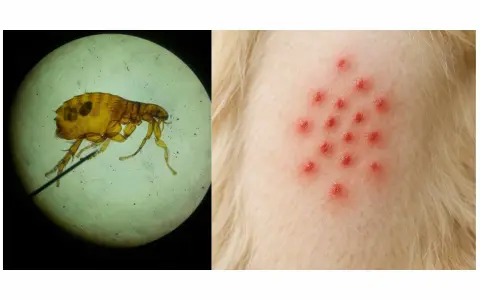 Un insecto microscópico, parecido a las pulgas, y una erupción roja en la piel de un animal.