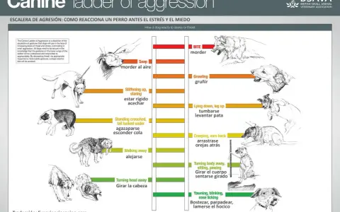 Ilustraciones de perros mostrando señales de calma y escalada de agresión, desde bostezos hasta mordiscos.