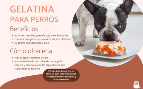 Un bulldog francés mira con curiosidad un plato de gelatina con trozos de pollo y zanahoria, demostrando que los perros pueden comer gelatina.