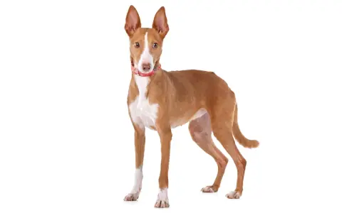 Un elegante podenco canario, con su pelaje rojizo y blanco, orejas grandes y atentas, y un collar rojo, posa con orgullo.