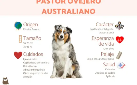 Un pastor ovejero australiano, con su pelaje merle y ojos azules, sentado. La imagen detalla su origen, tamaño, cuidados, carácter, esperanza de vida, pelaje y salud.