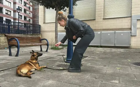 Joven adiestrador de perros entrena a su pastor belga en la calle, recompensándolo con una golosina.