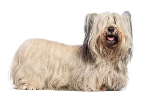 Un Skye terrier con su largo y sedoso pelaje cubriendo sus ojos, parece un peluche viviente.