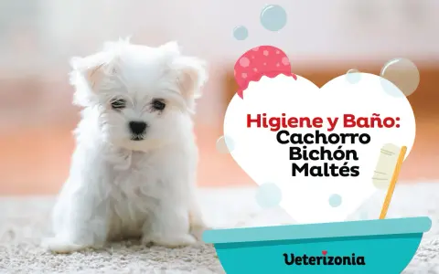 Un tierno bichón maltés listo para aprender como bañar a un bichon maltes. Higiene y baño para cachorros.