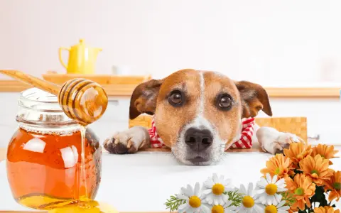 Un perro curioso mira un tarro de miel. ¿Sabías que los perros pueden comer miel? Flores adornan la escena.