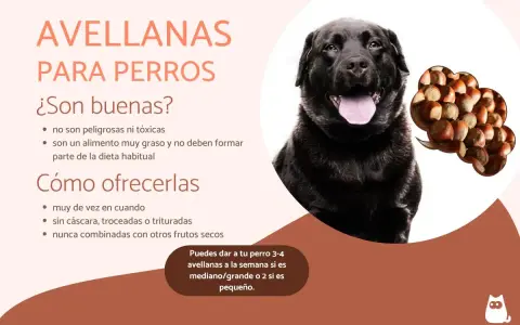 Un perro negro mira atentamente. El texto indica que los perros pueden comer avellanas, pero con moderación y sin cáscara.