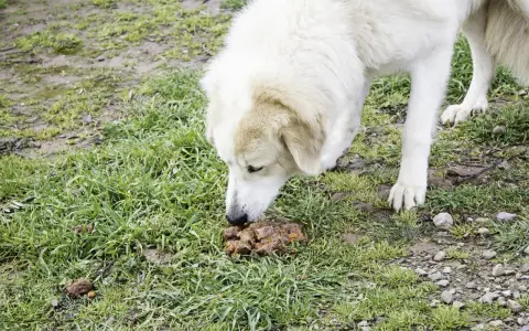 Perro blanco olfateando heces. Buscando un tratamiento para que mi perro no se coma sus heces.