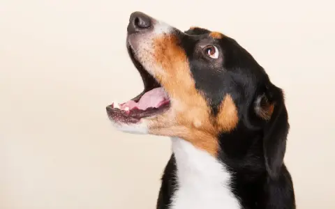 Perro con la boca abierta, como si estuviera aprendiendo a usar un antiladridos casero.