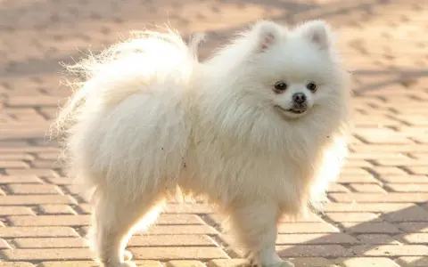 Un pomerania mediano blanco, con su cola esponjosa y pelaje abundante, posa sobre un camino de adoquines.