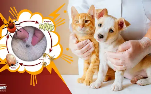 Ciclo de vida de la garrapata: adulto, huevos, larva, ninfa. ¿Cuánto vive una garrapata? Un gatito y un cachorro son examinados.