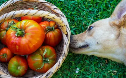 Un perro curioso olfatea una cesta llena de tomates. ¿Sabías que los perros pueden comer tomate?
