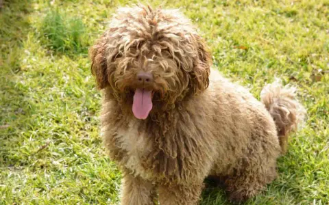 Un perro de agua marrón con pelo rizado y la lengua fuera, sentado en la hierba verde.
