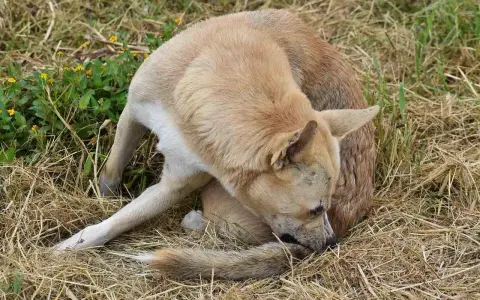 Perro de pelaje claro se rasca la cola, quizás buscando cómo son las pulgas.