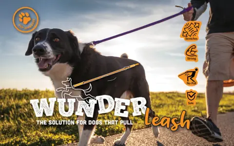 Un perro con coleta pasea feliz con su humano. La correa "Wunderleash" es la solución para perros que tiran.